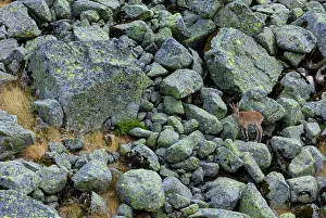 Talus: Iberian ibex, Spanish ibex, Spanish wild goat, or