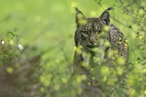 Sevilla: Iberian Lynx