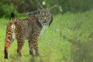 Sevilla: Iberian Lynx