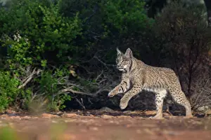 Single Animal: IBERIAN LYNX