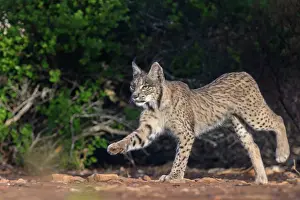 Single Animal: IBERIAN LYNX