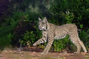 Single Animal: IBERIAN LYNX
