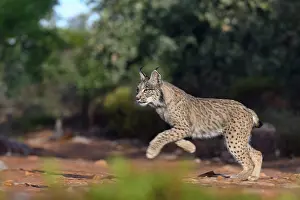 Single Animal: IBERIAN LYNX