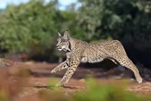 Single Animal: IBERIAN LYNX