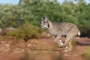 Single Animal: IBERIAN LYNX