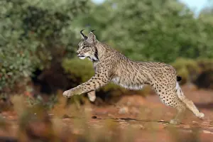 Single Animal: IBERIAN LYNX