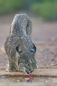 Predateur Animal: IBERIAN LYNX