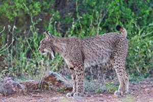 Propriete Privee: IBERIAN LYNX