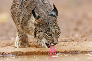 Jeune: IBERIAN LYNX