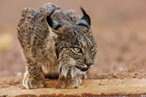 Jeune: IBERIAN LYNX