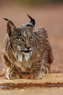 Jeune: IBERIAN LYNX