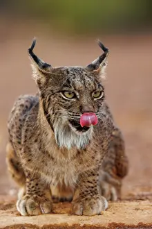 Jeune: IBERIAN LYNX