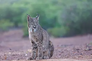 Jeune: IBERIAN LYNX