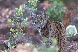 Espagne: IBERIAN LYNX