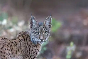 Espagne: IBERIAN LYNX