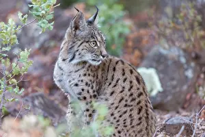 Espagne: IBERIAN LYNX