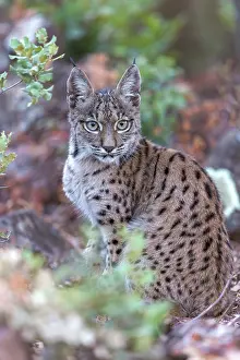 Espagne: IBERIAN LYNX