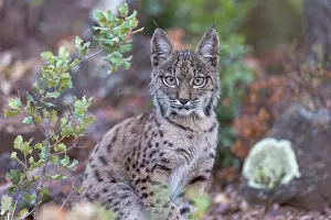 Espagne: IBERIAN LYNX