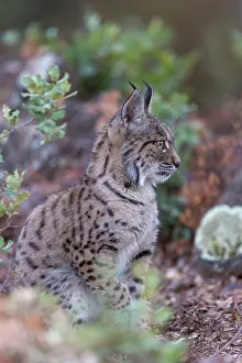 Espagne: IBERIAN LYNX