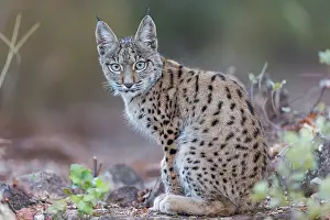 Espagne: IBERIAN LYNX