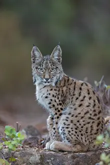 Espagne: IBERIAN LYNX
