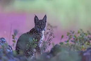 Espagne: IBERIAN LYNX