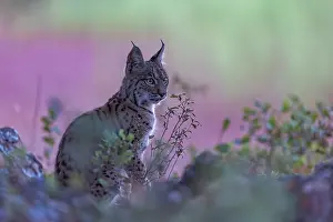 Espagne: IBERIAN LYNX
