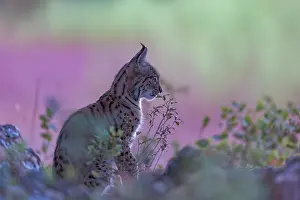 Espagne: IBERIAN LYNX