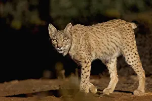 Espagne: IBERIAN LYNX