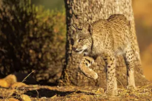 Espagne: IBERIAN LYNX