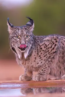 Espagne: IBERIAN LYNX