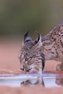 Espagne: IBERIAN LYNX