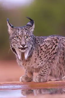 Espagne: IBERIAN LYNX