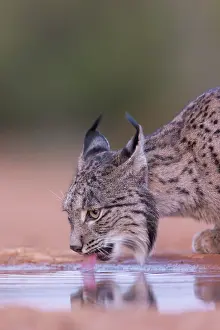 Espagne: IBERIAN LYNX