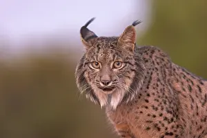 Espagne: IBERIAN LYNX