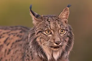 Espagne: IBERIAN LYNX