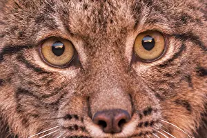 Espagne: IBERIAN LYNX