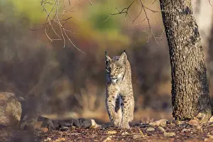 Espagne: IBERIAN LYNX