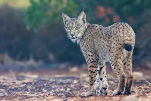 Espagne: IBERIAN LYNX
