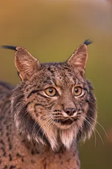 Espagne: IBERIAN LYNX
