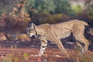 Espagne: IBERIAN LYNX