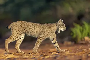 Espagne: IBERIAN LYNX