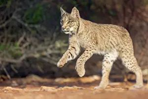 Course: IBERIAN LYNX
