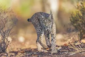 Espagne: IBERIAN LYNX