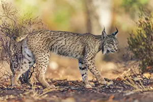 Espagne: IBERIAN LYNX