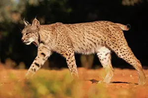 Espagne: IBERIAN LYNX