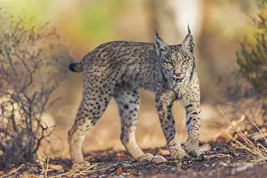 Espagne: IBERIAN LYNX