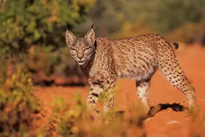 Espagne: IBERIAN LYNX