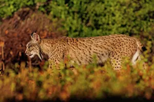 Espagne: IBERIAN LYNX