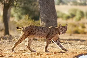 Espagne: IBERIAN LYNX